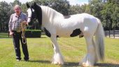 Great Story, Beautiful Horses