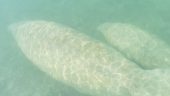 Kayaking and snorkeling