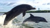 Capt. Dan- dolphin whisperer