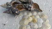 An Unforgettable Shelling Adventure with Capt. Colleen