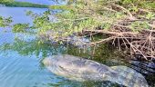 Got to see the manatees!
