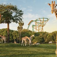 Sightseeing Tickets & Passes