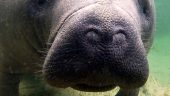 AWA Manatee Tours - Can't wait to do it again!