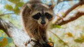Raccoon Island